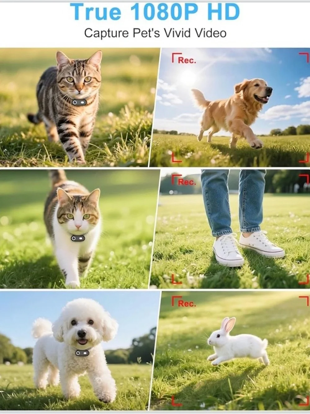 NEW - Cat Camera Collar with Phone APP, 1080P HD Video Recording, XS/M-Size Pet